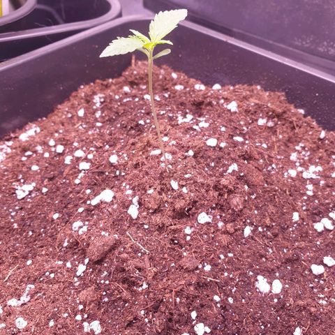 Royal Dwarf Auto growlog timeline photo