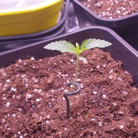 Eigener Dwarf growlog photo: Aus Sorge das die pflanze unstabil werden könnte wurde nun eine kleine Hilfe eingesetzt. 