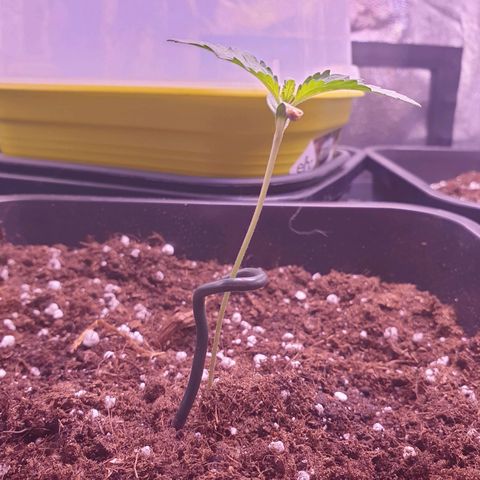 Eigener Dwarf growlog photo: Aus Sorge das die pflanze unstabil werden könnte wurde nun eine kleine Hilfe eingesetzt. 