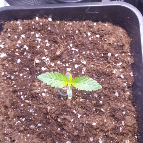 Eigener Dwarf growlog photo: Aus Sorge das die pflanze unstabil werden könnte wurde nun eine kleine Hilfe eingesetzt. 