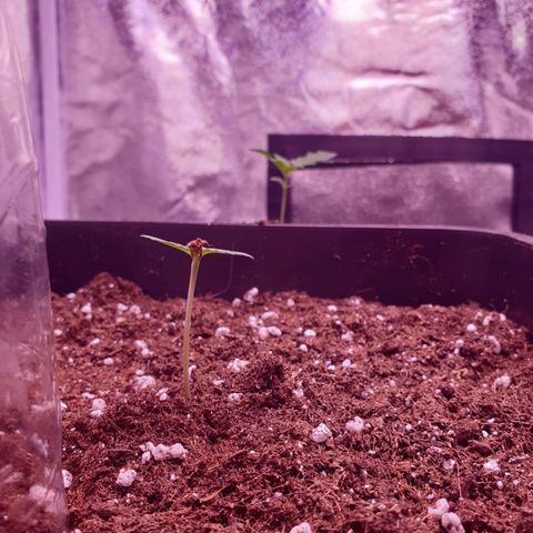 Pink Runtz Auto growlog timeline photo