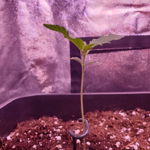 Eigener Dwarf growlog timeline photo