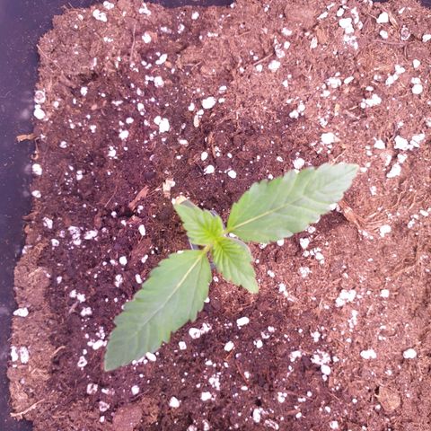 Eigener Dwarf growlog timeline photo