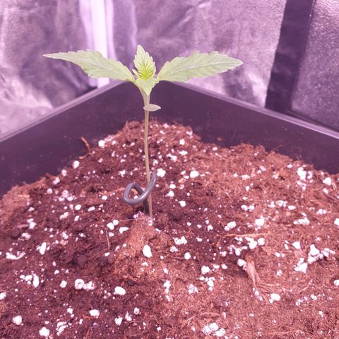 Eigener Dwarf growlog timeline photo