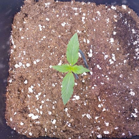 Royal Dwarf Auto growlog timeline photo