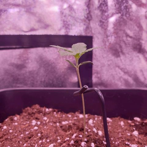 Royal Dwarf Auto growlog timeline photo