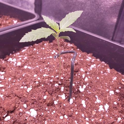 Royal Dwarf Auto growlog timeline photo
