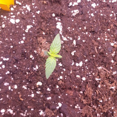 Pink Runtz Auto growlog timeline photo