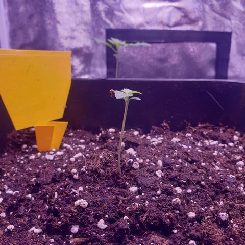 Pink Runtz Auto growlog timeline photo