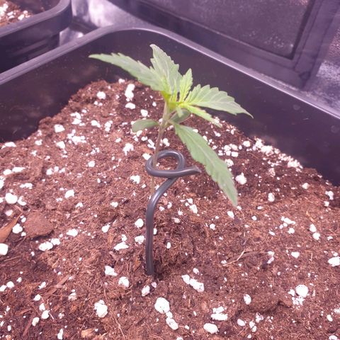 Royal Dwarf Auto growlog timeline photo