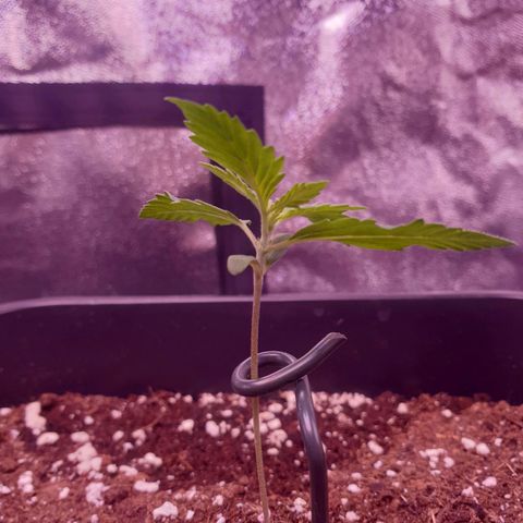 Royal Dwarf Auto growlog timeline photo
