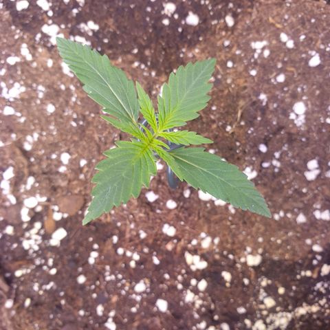 Royal Dwarf Auto growlog timeline photo