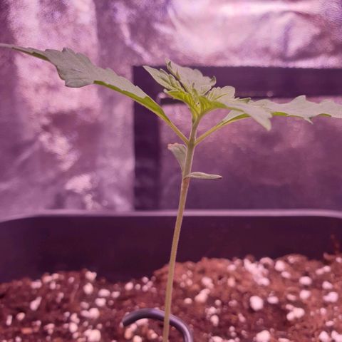 Eigener Dwarf growlog timeline photo