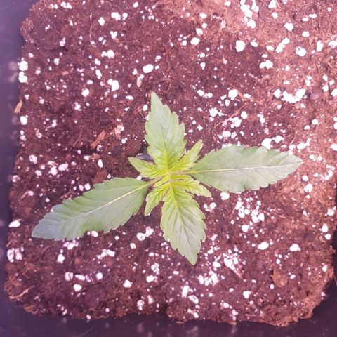 Eigener Dwarf growlog timeline photo