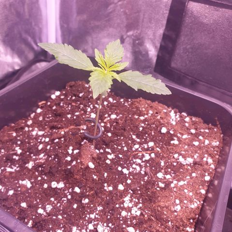 Eigener Dwarf growlog timeline photo