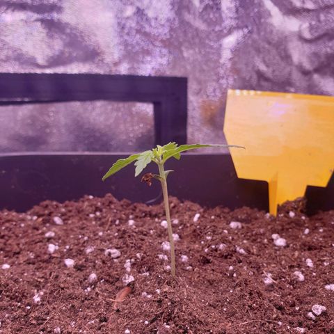 Pink Runtz Auto growlog timeline photo