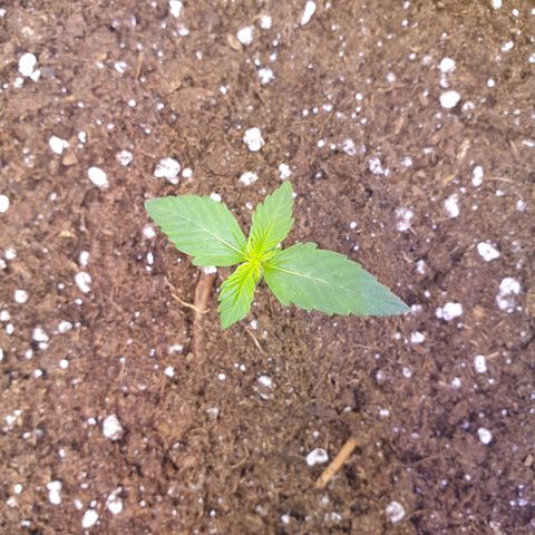 Pink Runtz Auto growlog timeline photo