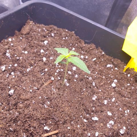 Pink Runtz Auto growlog timeline photo