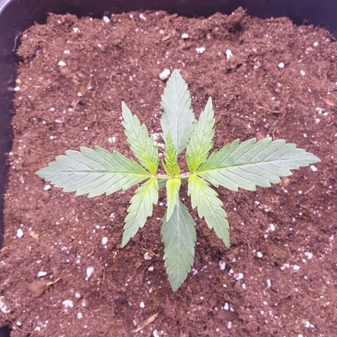 Royal Dwarf Auto growlog timeline photo
