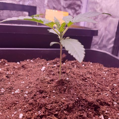 Royal Dwarf Auto growlog timeline photo