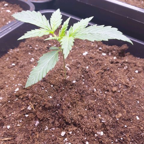 Royal Dwarf Auto growlog timeline photo