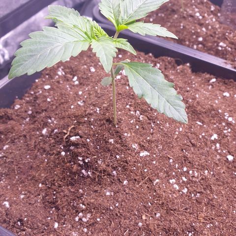 Eigener Dwarf growlog timeline photo