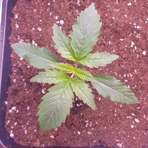 Eigener Dwarf growlog timeline photo