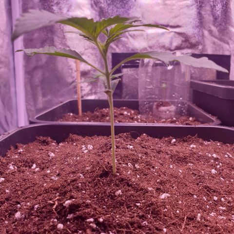 Eigener Dwarf growlog timeline photo
