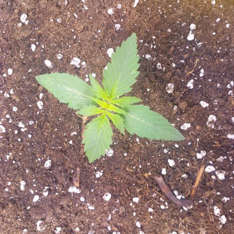 Pink Runtz Auto growlog timeline photo