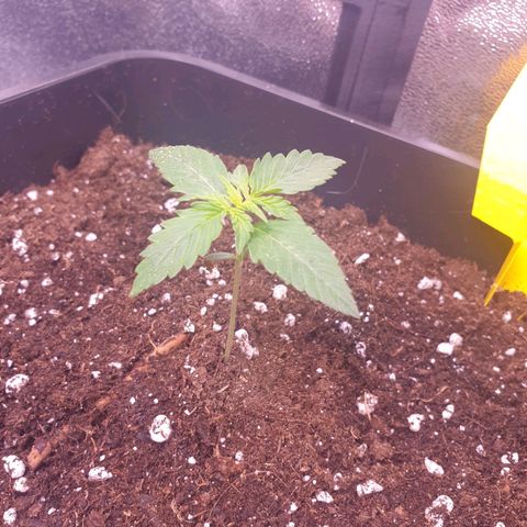 Pink Runtz Auto growlog timeline photo
