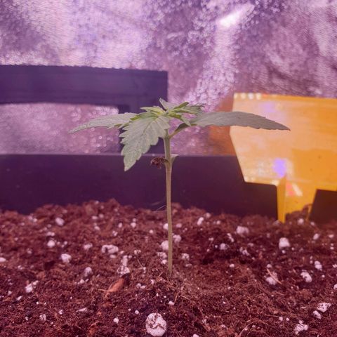 Pink Runtz Auto growlog timeline photo