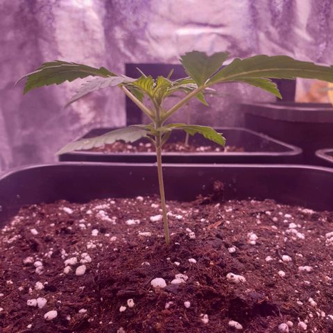 Royal Dwarf Auto growlog timeline photo