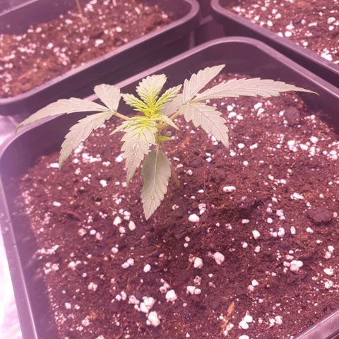 Royal Dwarf Auto growlog timeline photo