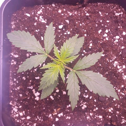 Royal Dwarf Auto growlog timeline photo