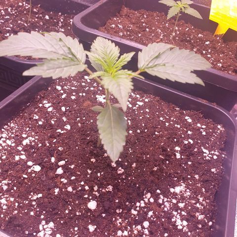 Eigener Dwarf growlog timeline photo