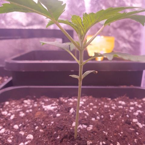 Eigener Dwarf growlog timeline photo