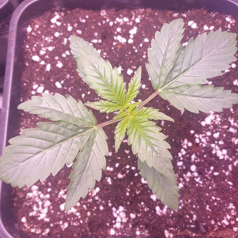 Eigener Dwarf growlog timeline photo