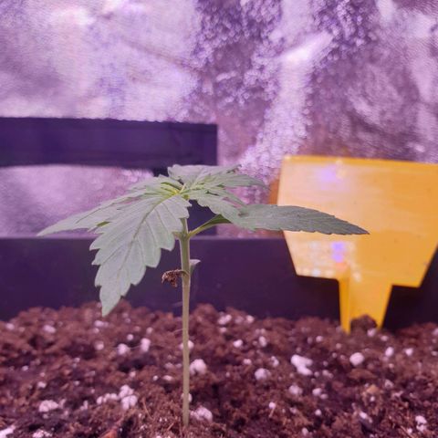 Pink Runtz Auto growlog timeline photo