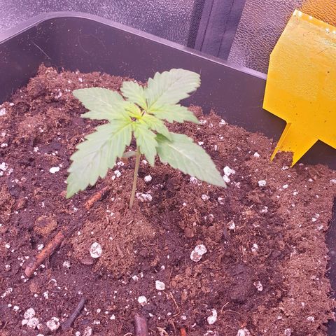 Pink Runtz Auto growlog timeline photo
