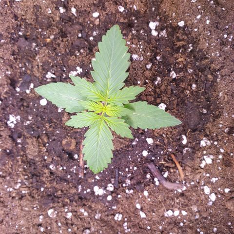 Pink Runtz Auto growlog timeline photo