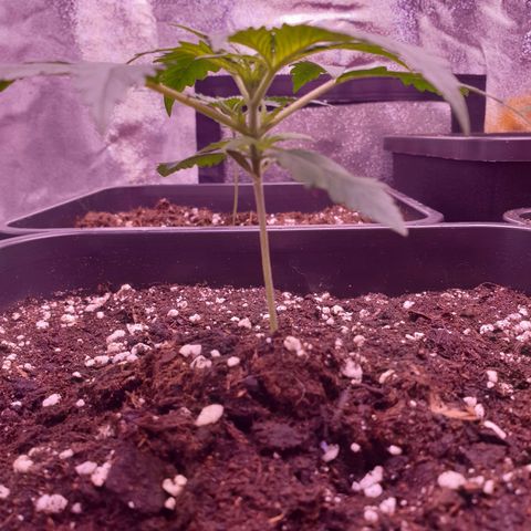 Royal Dwarf Auto growlog timeline photo