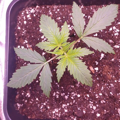 Royal Dwarf Auto growlog timeline photo