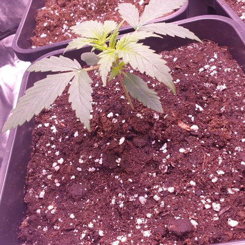 Royal Dwarf Auto growlog timeline photo