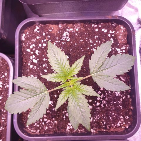 Eigener Dwarf growlog timeline photo
