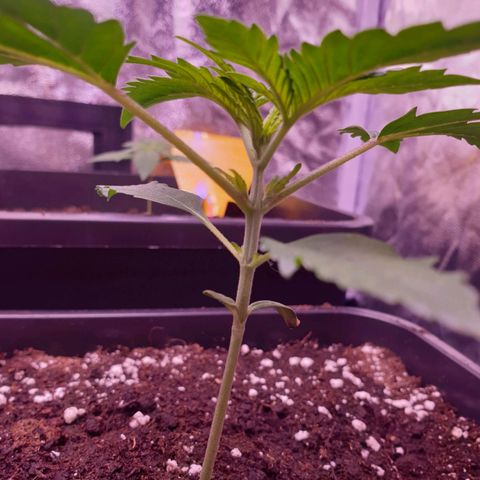 Eigener Dwarf growlog timeline photo