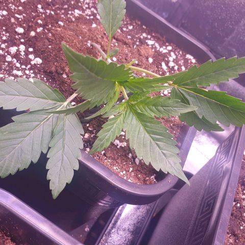 Eigener Dwarf growlog photo: LST ausprobiert