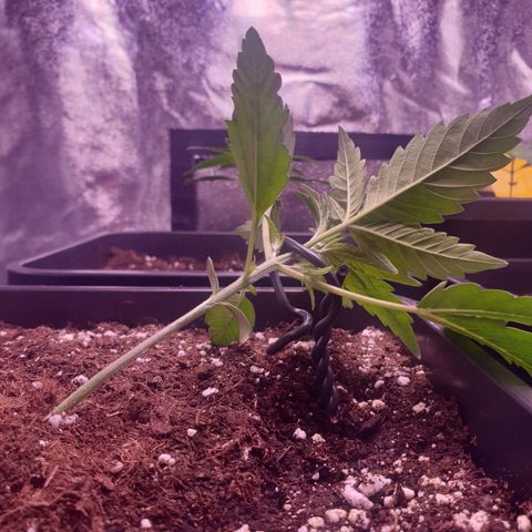 Eigener Dwarf growlog photo: LST ausprobiert