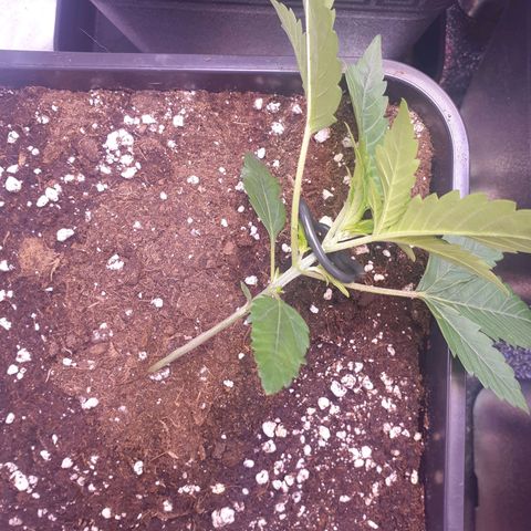 Eigener Dwarf growlog photo: LST ausprobiert