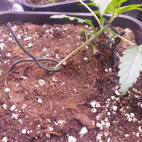 Eigener Dwarf growlog photo: Nochmal ein wenig nachjustiert. 

Zelt war nun bei 80% luft feuchte
