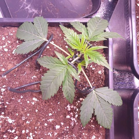 Eigener Dwarf growlog timeline photo